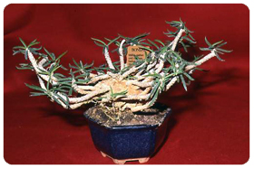E.cylindrifolia 36 2