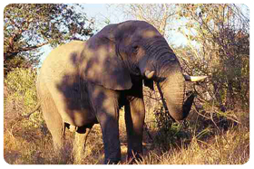 Elefant 21 2